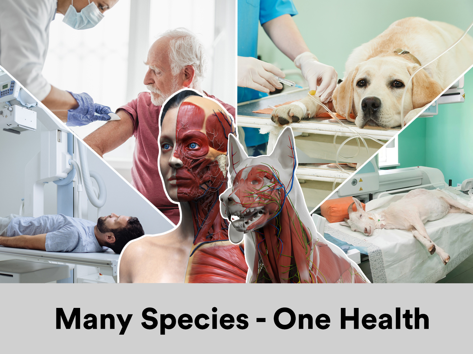 Comparative Medicine Network